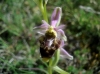 Ophrys scolopax s.l.