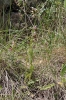 Ophrys scolopax s.l.