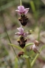 Ophrys scolopax s.l.