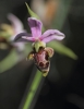 Ophrys scolopax s.l.