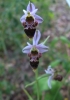 Ophrys scolopax s.l.