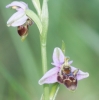 Ophrys scolopax s.l.