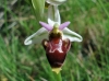 Ophrys scolopax s.l.