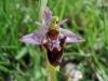 Ophrys scolopax s.l.