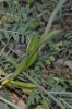 Ophrys scolopax s.l.