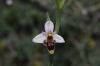 Ophrys scolopax s.l.