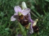 Ophrys scolopax s.l.