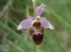 Ophrys scolopax s.l.