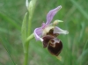 Ophrys scolopax s.l.