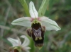 Ophrys scolopax s.l.