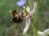 Ophrys scolopax s.l.