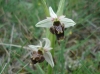 Ophrys scolopax s.l.