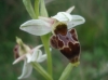 Ophrys scolopax s.l.