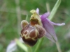 Ophrys scolopax s.l.