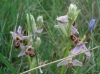 Ophrys scolopax s.l.