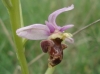 Ophrys scolopax s.l.