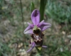 Ophrys scolopax s.l.