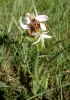 Ophrys scolopax s.l.