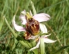 Ophrys scolopax s.l.