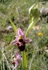 Ophrys scolopax s.l.