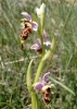 Ophrys scolopax s.l.