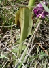 Ophrys scolopax s.l.