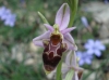 Ophrys scolopax s.l.