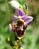 Ophrys scolopax s.l.