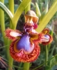 Ophrys speculum Link