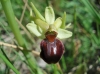 Ophrys sphegodes Mill.