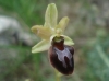 Ophrys sphegodes Mill.