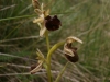 Ophrys sphegodes Mill.