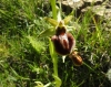 Ophrys sphegodes Mill.