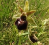 Ophrys sphegodes Mill.