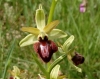 Ophrys sphegodes Mill.