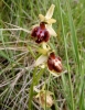 Ophrys sphegodes Mill.