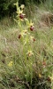 Ophrys sphegodes Mill.