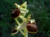 Ophrys sphegodes s.l.