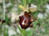 Ophrys sphegodes s.l.