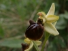 Ophrys sphegodes s.l.