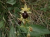 Ophrys sphegodes s.l.