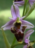 Ophrys scolopax Cav.