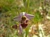 Ophrys scolopax Cav.