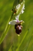 Ophrys scolopax Cav.