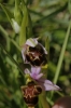 Ophrys scolopax Cav.