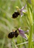 Ophrys scolopax Cav.