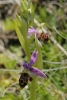 Ophrys scolopax Cav.