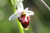 Ophrys scolopax Cav.