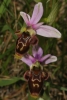 Ophrys scolopax Cav.