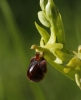 Ophrys sphegodes Mill.